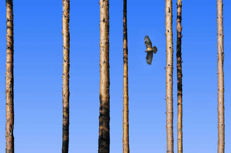 Flying falcon between straight pine trees, blue sky.の写真素材