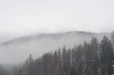 Moutain forest covered with clouds. Foggy day.の写真素材