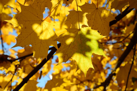 Golden leaves in Victory Park
