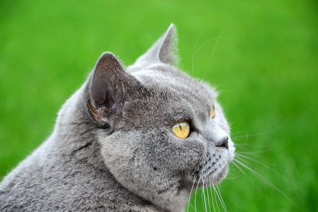 british blue cat portrait