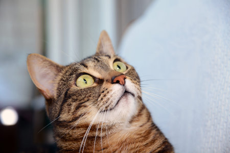 Egyptian Mau cat - amazed
