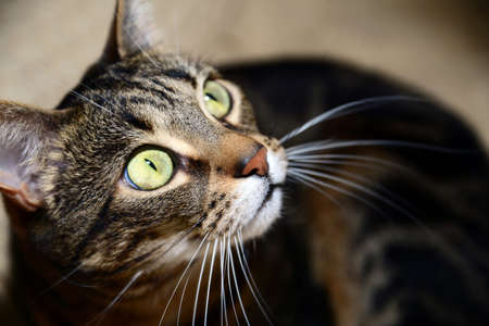 Egyptian Mau - huntingの写真素材