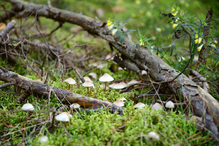Toadstool mushrooms in the forest