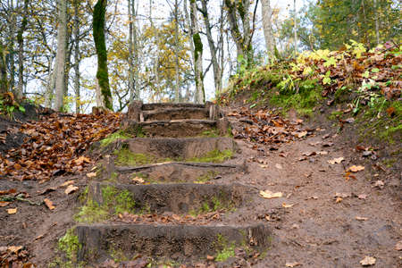 Old wooden stairs in the forestの写真素材