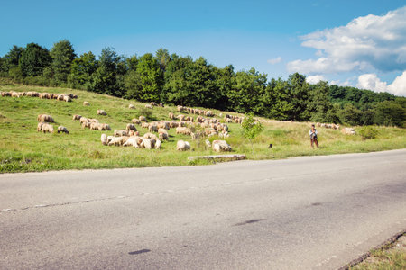 Carpathian Mountains in Romania - August 17, 2017: Shepherd and a a herd of sheep near the road, traditional farming in Romaniaのeditorial素材