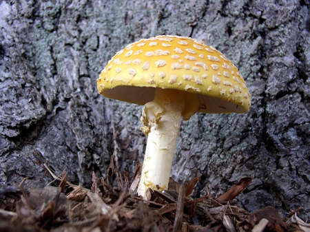Large mushroom or toadstool growing at the base of an old tree.の写真素材