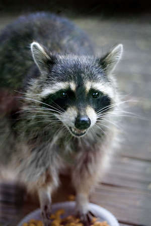 Raccoon eating pet food - focus on face.の写真素材
