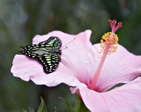An Amazon butterfly, the Tailed Jay on a pink hybiscus flower. Flourescent green, black, pink.の写真素材
