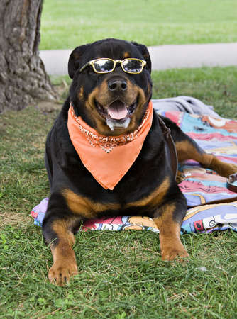 A Rottweiler enjoys a sunday afternoon in the park.の写真素材