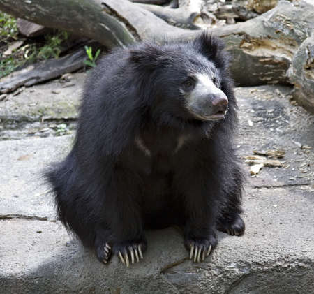 A sloth bear native to India.  The Cleveland Zoo - Ohioの写真素材