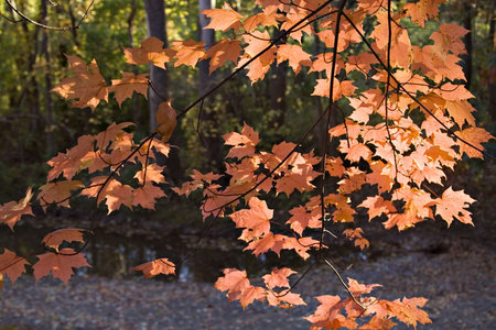 A branch of fall maple leaves.  being lit by early evening sunshine.  Autumn colors glowing.