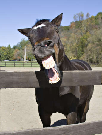 Horse wtih a sense of humor.の写真素材
