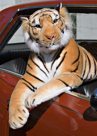A stuffed animal tiger hanging out a red GTO car window.の写真素材
