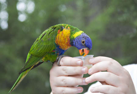 A chlld feeds a parrot at the Cleveland Zoo.の写真素材