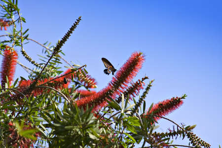 A bottle brush tree in full bloom attracts butterfly.の写真素材