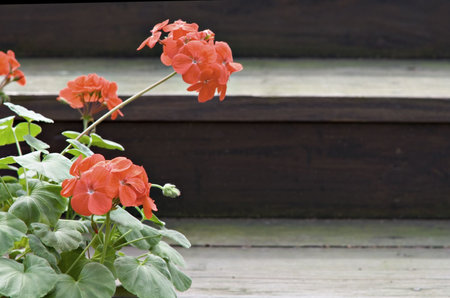 A potted red geranium on wooden steps - shallow depth of field