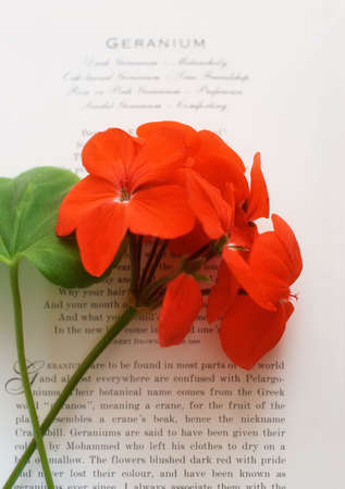 A red geranium bloom on a page of text - soft focusの写真素材