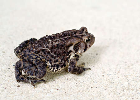A frog or toad  - close up view.の写真素材