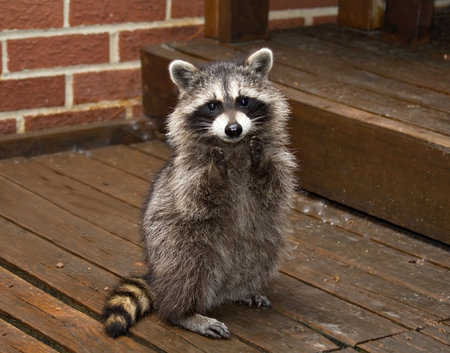 A spring raccon that lives in an Ohio suburb - looks like he's begging.