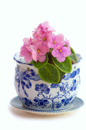A blue and white pot on saucer of pink African violets.の写真素材