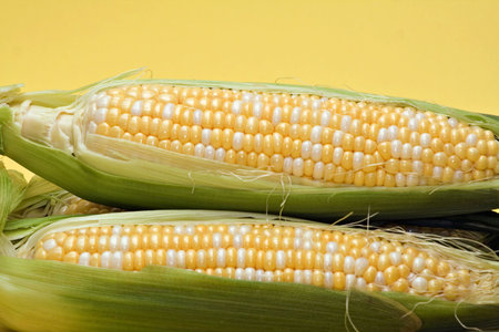 Ears of partially husked corn against a yellow background. 