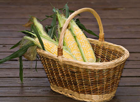 A basket of fresh corn on the cop partially husked.の写真素材