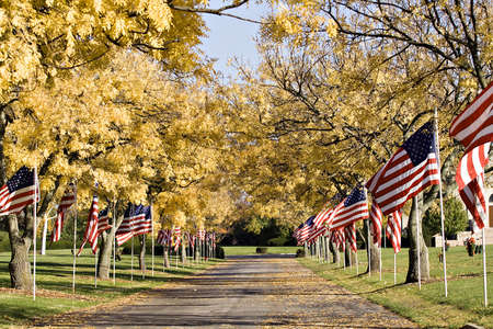 American flags line the driveway of a cemetery on Veteran's Day.の写真素材