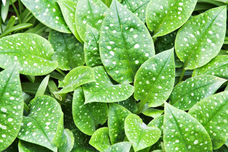 Green and white spotted foliage - forget-me-not