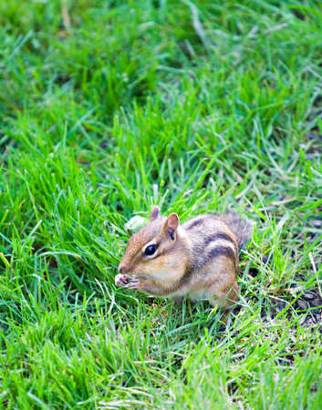 Small chipmunk gathering birdseed in the grass.の写真素材