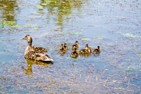 Mother duck proudly swims with her eight new ducklings. の写真素材