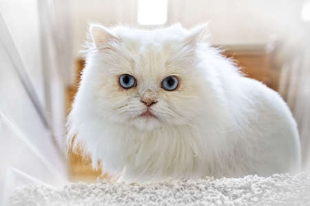 A very pretty white cat - blue eyes with a lion haircut sitting at top of stairsの写真素材