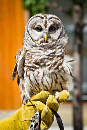 A barred owl in captivity - held by handler.  This bird was rescued - he has a broken wing.の写真素材