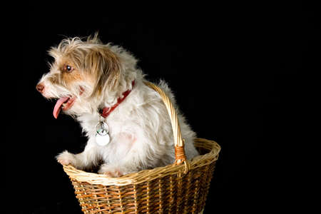 A mixed breed dog sits in a basket on black background. の写真素材