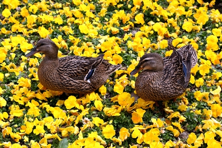 ducksの写真素材