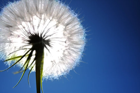 Dandelionの写真素材