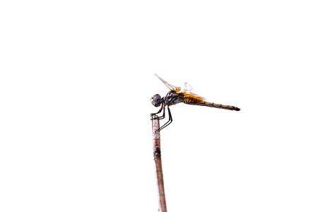 Dragon fly on white backgroundの写真素材