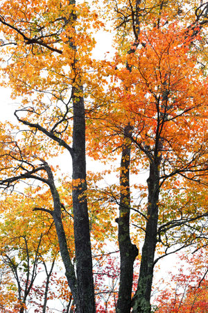 Fall Foliage