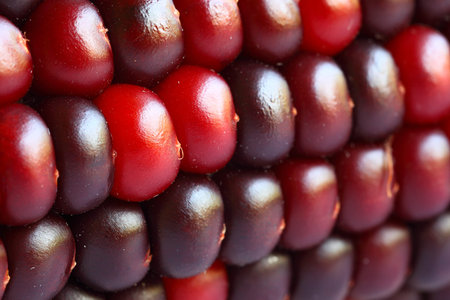 Heirloom Corn Macro