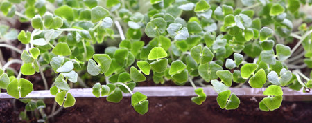 Chia sprouts banner