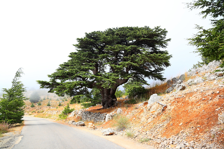 Lebanon Cedars on a misty dayの写真素材