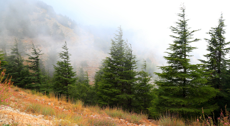 Lebanon Cedars on a misty dayの写真素材
