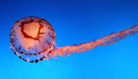 Jellyfish swimming against a blue backgroundの写真素材
