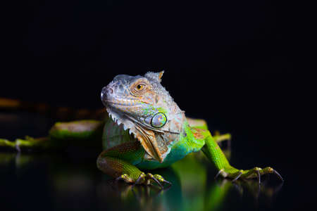 Beautiful green iguana with a long tail is crawling on a black backgroundの写真素材