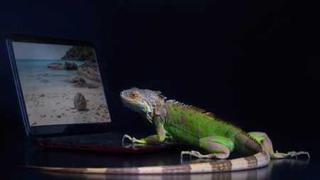 The green iguana and a laptop on a black background