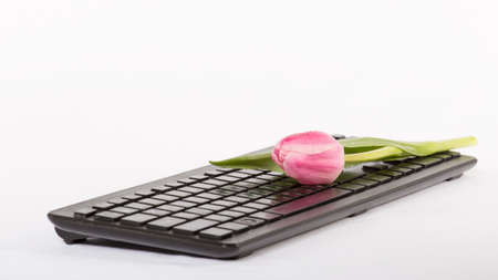 Beautiful pink tulip on the keyboard on a white backgroundの写真素材