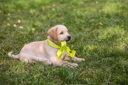 Labrador puppy with yellow bow lies on the grassの写真素材
