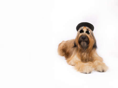 Big French shepherd dog in black beret and dark glasses is lying on a white backgroundの写真素材