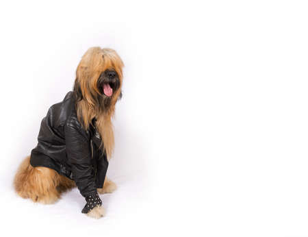 Big French shepherd dog in a black leather jacket with rivets is sitting on a white backgroundの写真素材