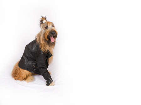 Big French shepherd dog in a black leather jacket with rivets is sitting on a white backgroundの写真素材