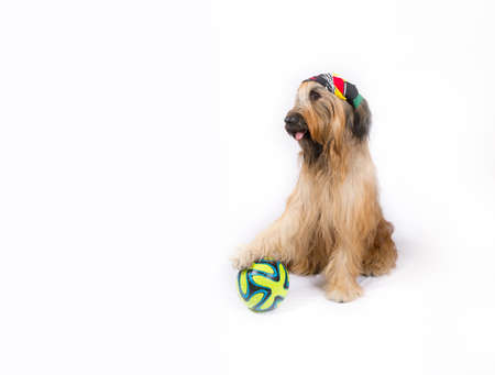 Big French shepherd dog with a ball is sitting on a white backgroundの写真素材